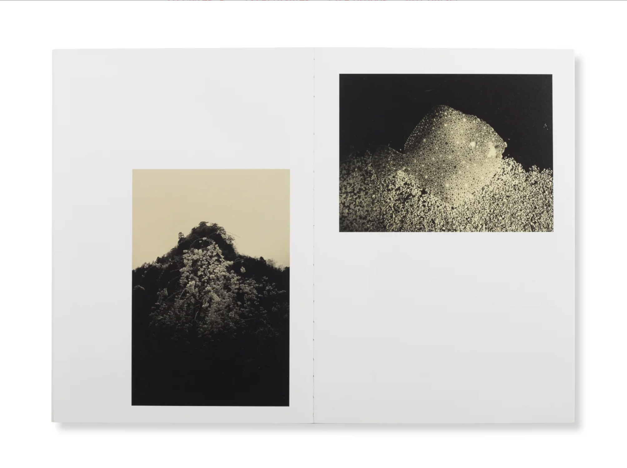 Albarran Cabrera - Remembering the future