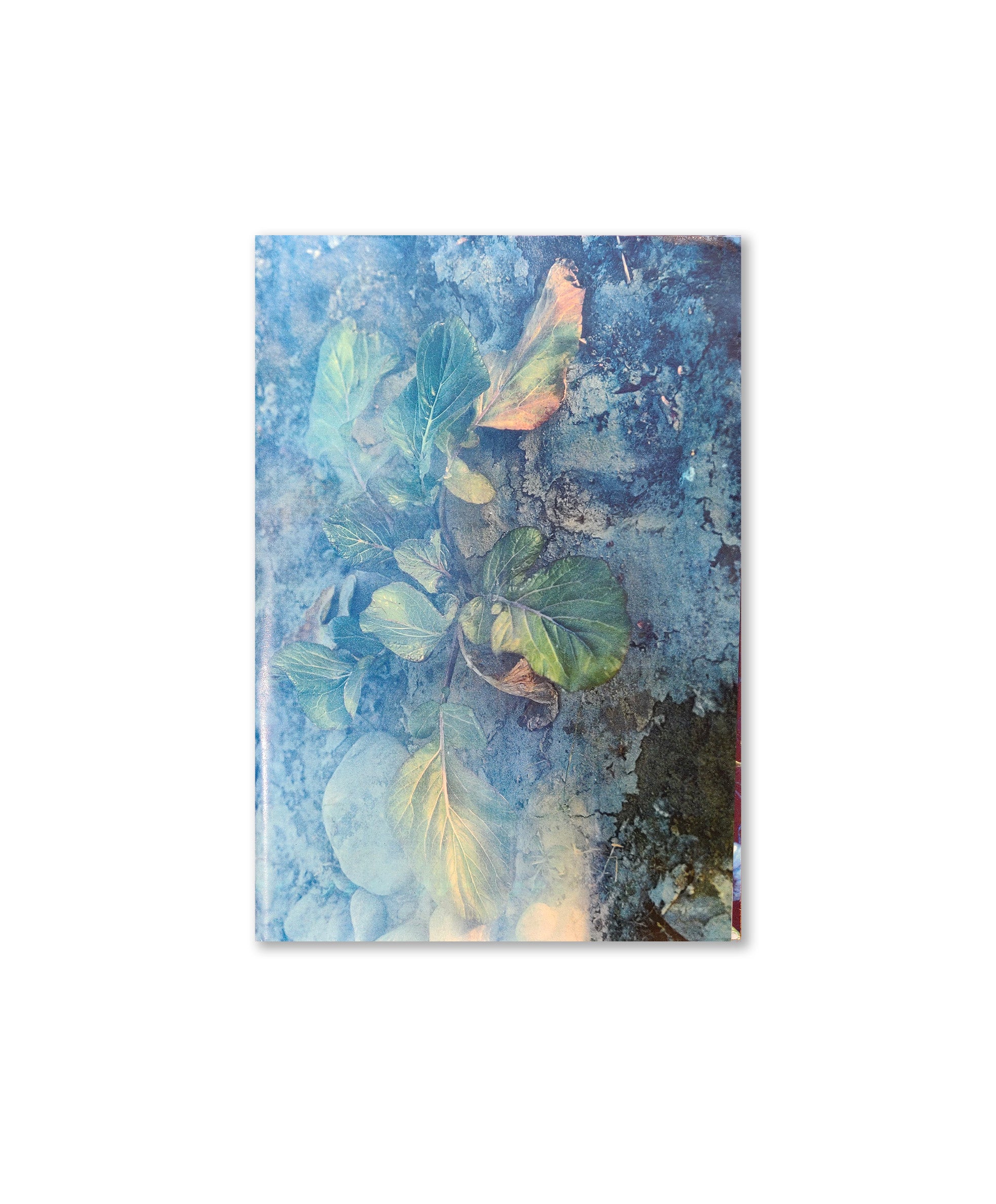 Daisuke Yokota - Plants, Midstream of Tama River, Winter (signed)