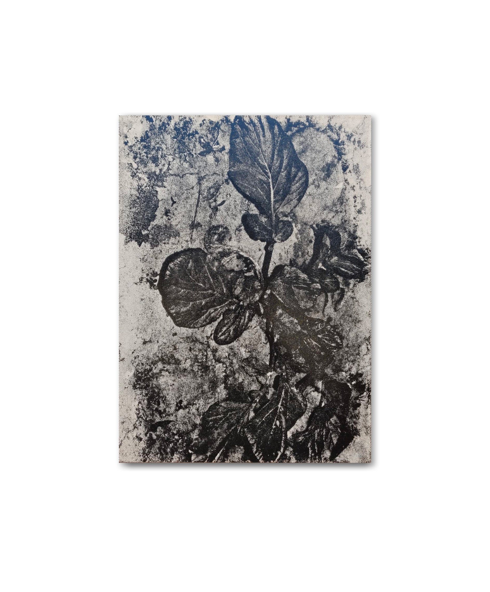 Daisuke Yokota - Plants, Midstream of Tama River, Winter (special edition)