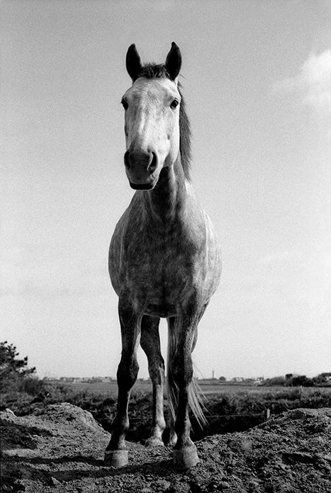 Jane Evelyn Atwood - Horses
