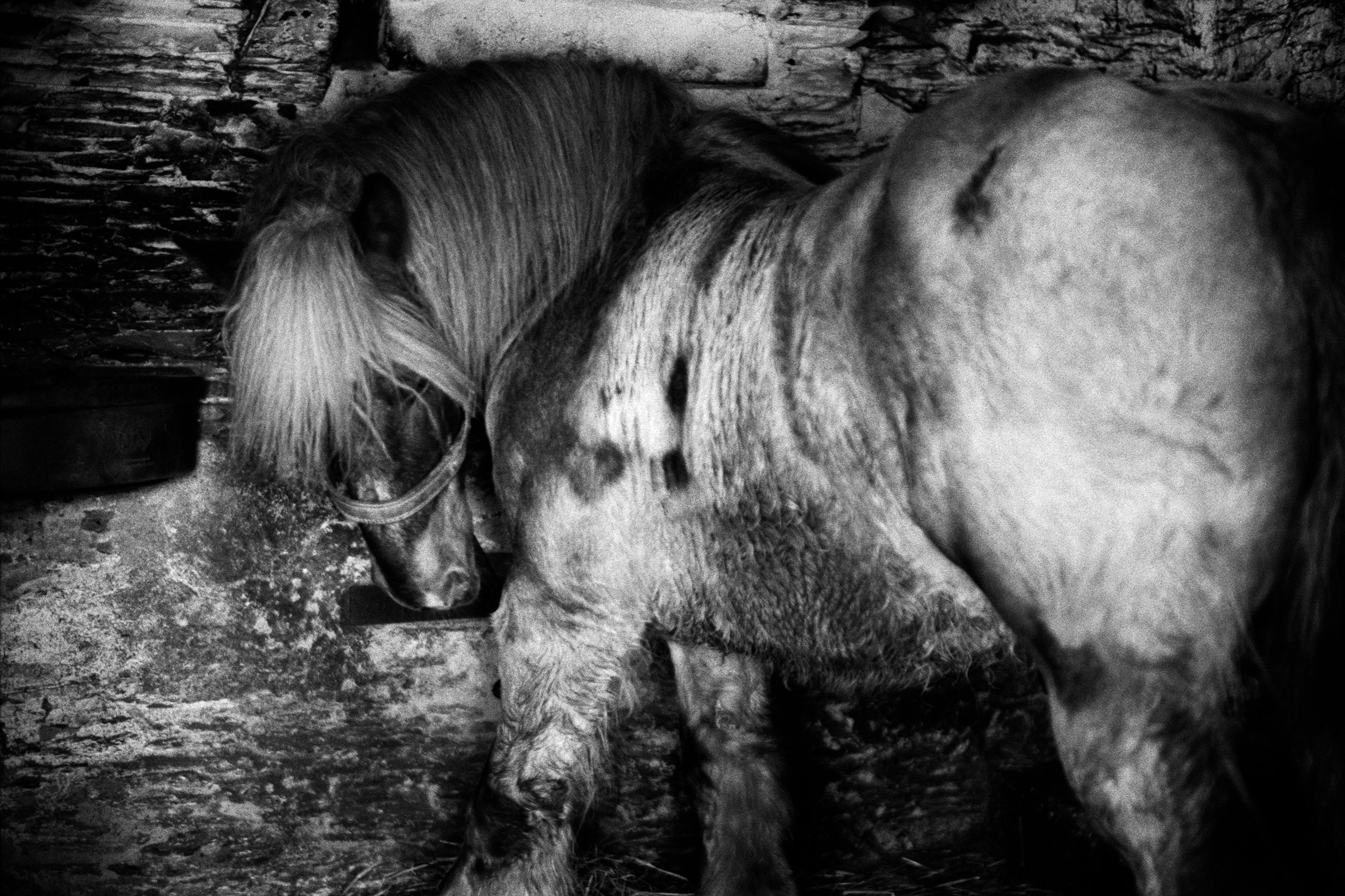 Jane Evelyn Atwood - Horses