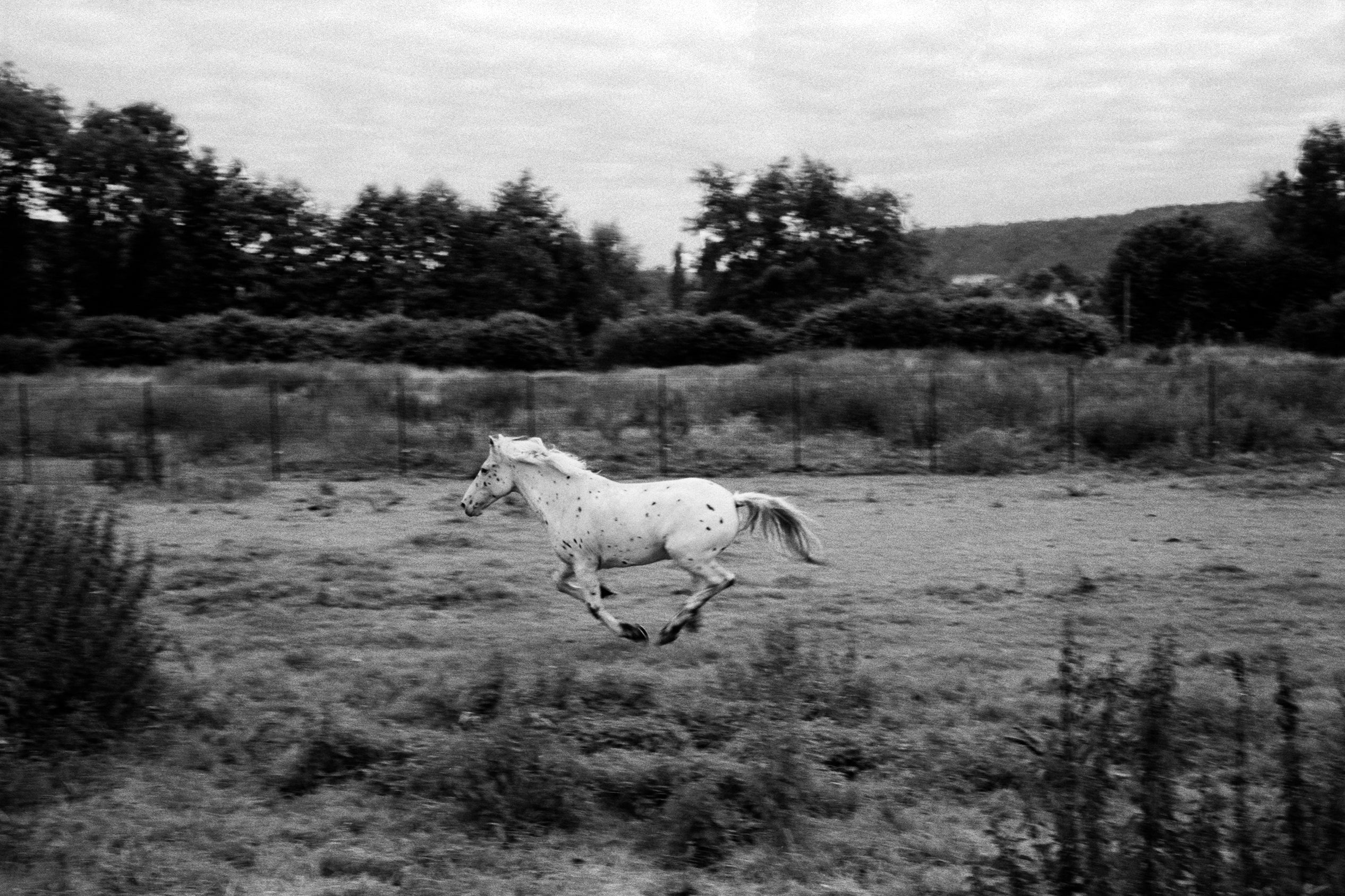 Jane Evelyn Atwood - Horses