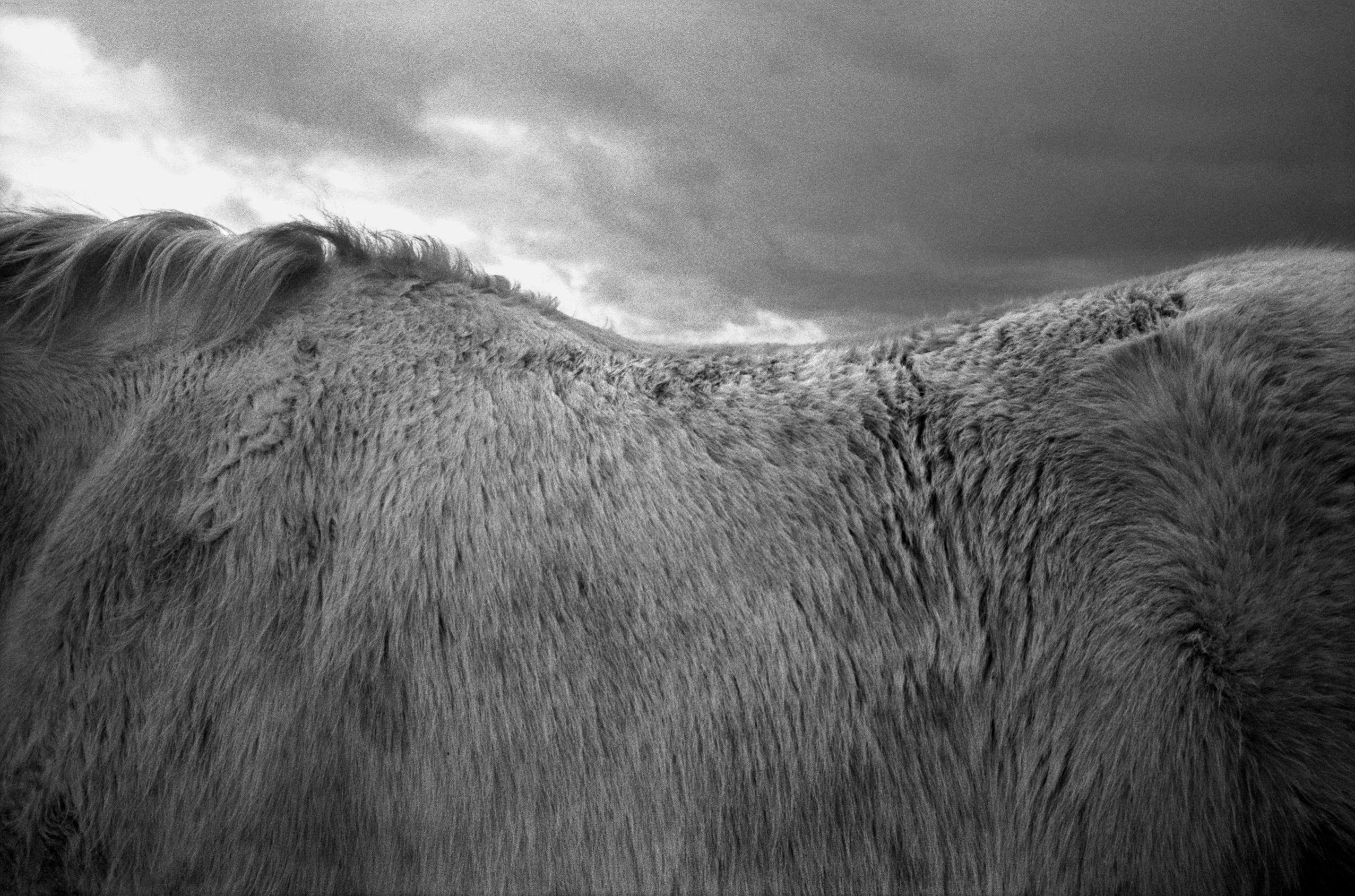 Jane Evelyn Atwood - Horses