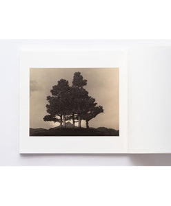 Masao Yamamoto - Bonsai Microcosm Macrocosm