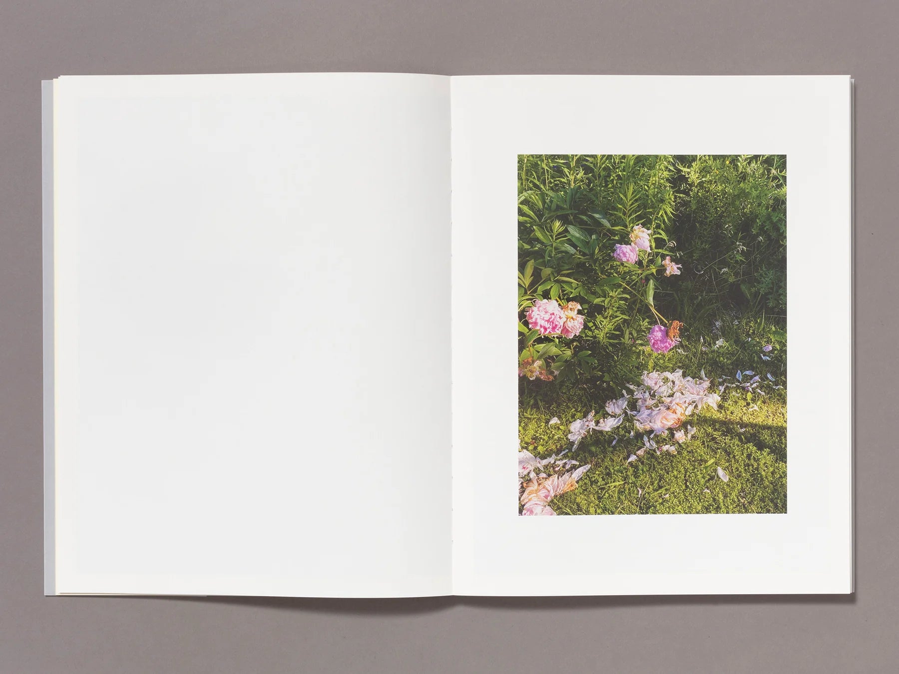 Maude Arsenault - Entangled & Resurfacing Set