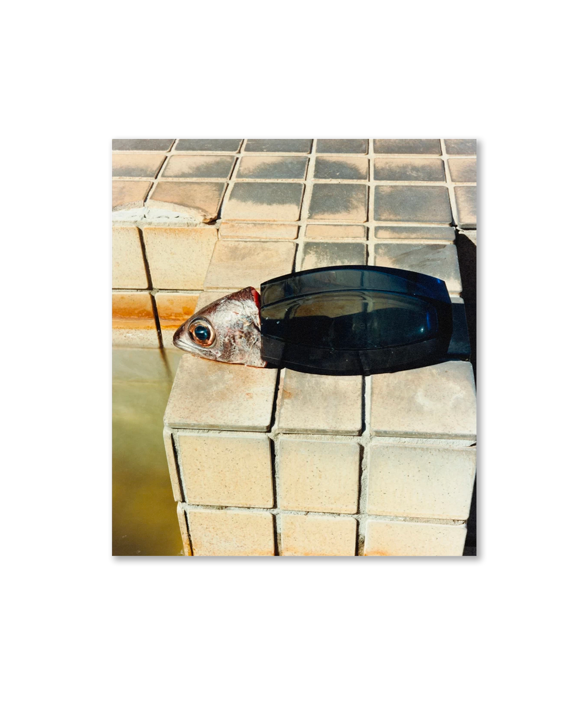 Naohiro Harada - Tokyo Fishgraphs
