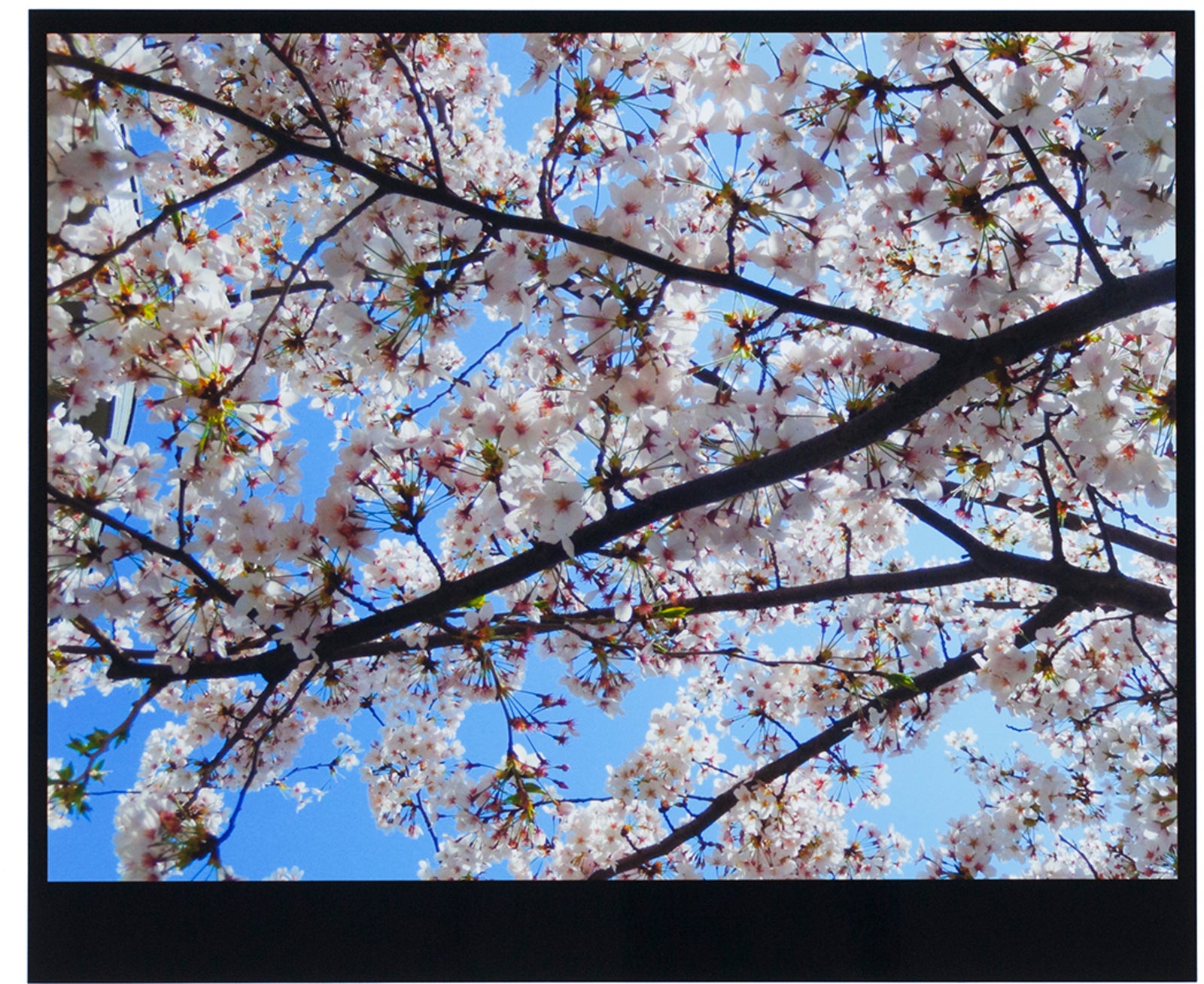 Daido Moriyama - Tokyo (Box 20 Prints) – Galerie Écho