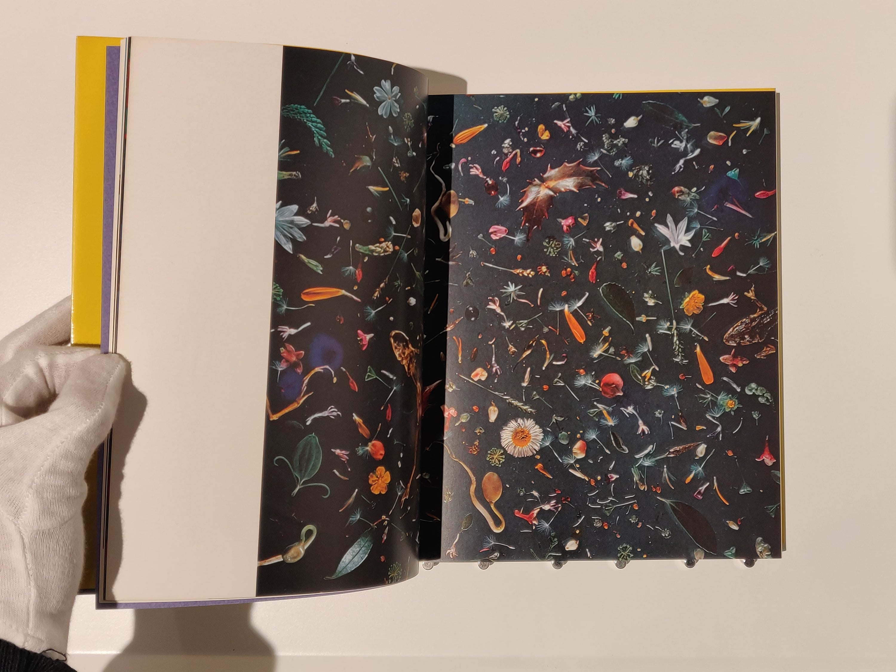 Shomei Tomatsu - I am a King