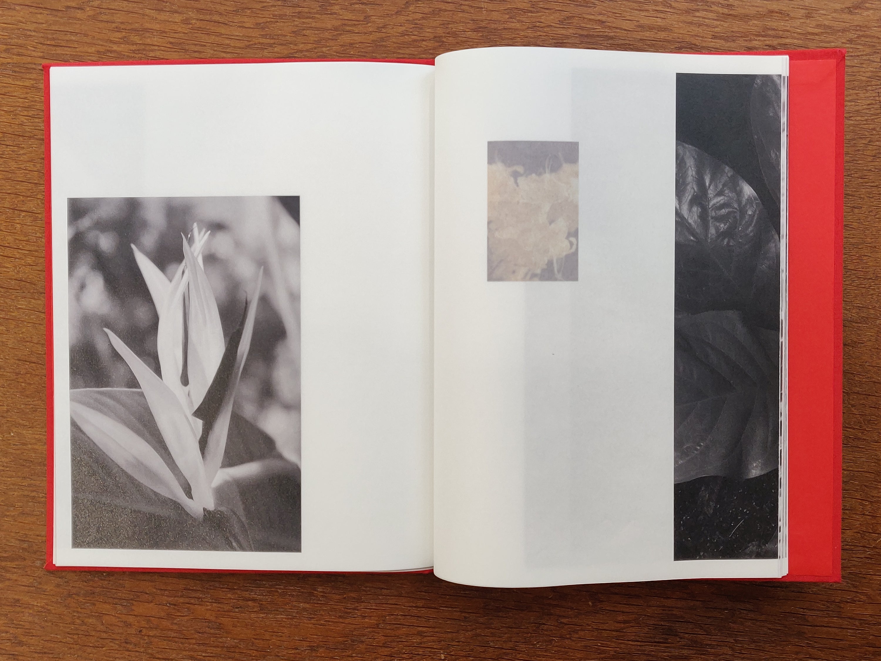 Jade Kievits - The Looking Garden