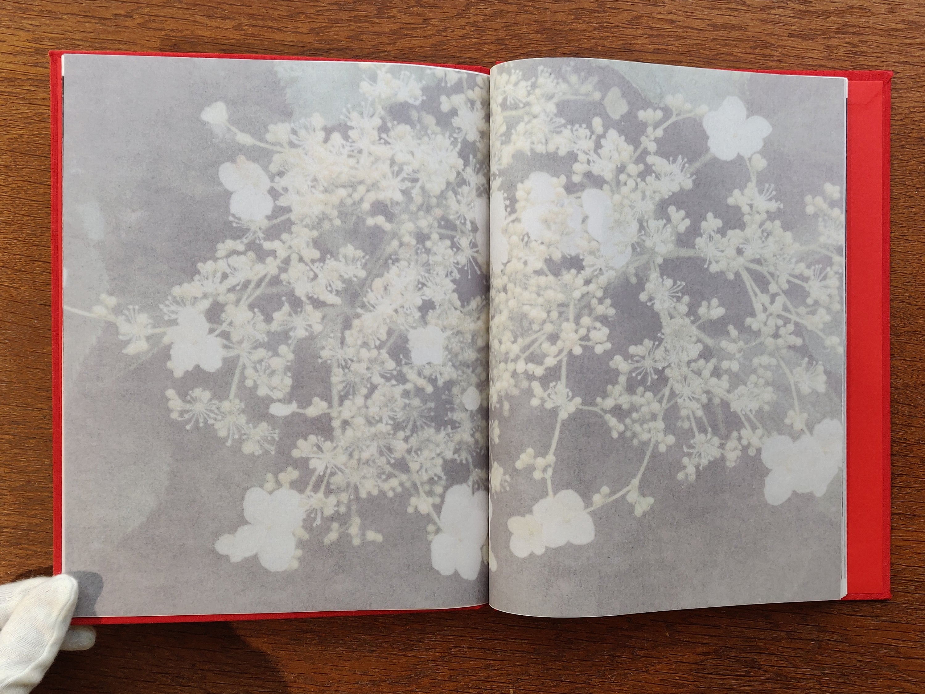 Jade Kievits - The Looking Garden