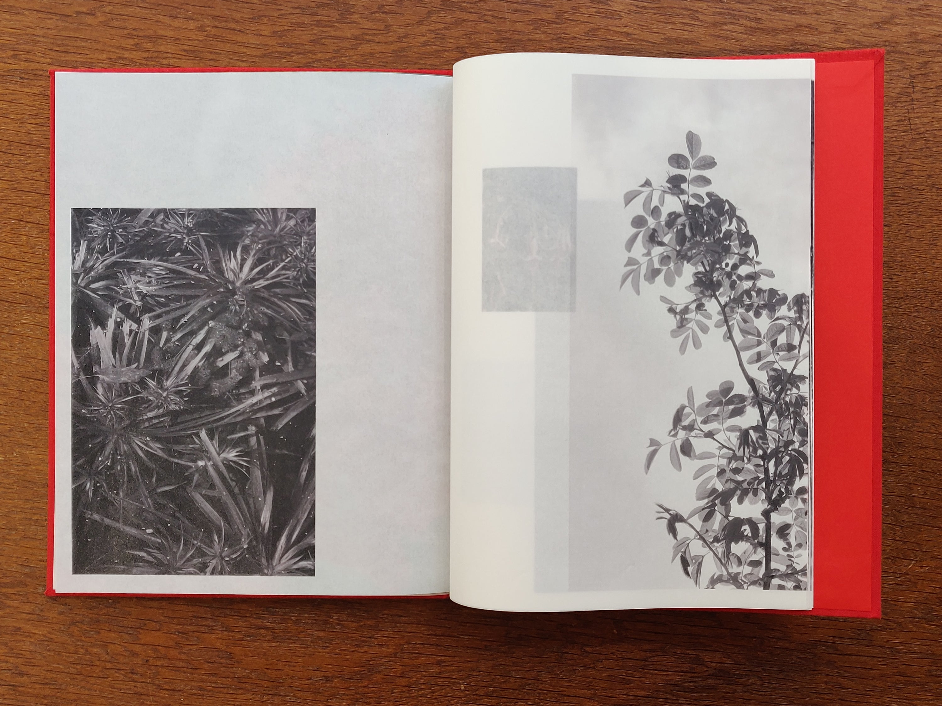 Jade Kievits - The Looking Garden