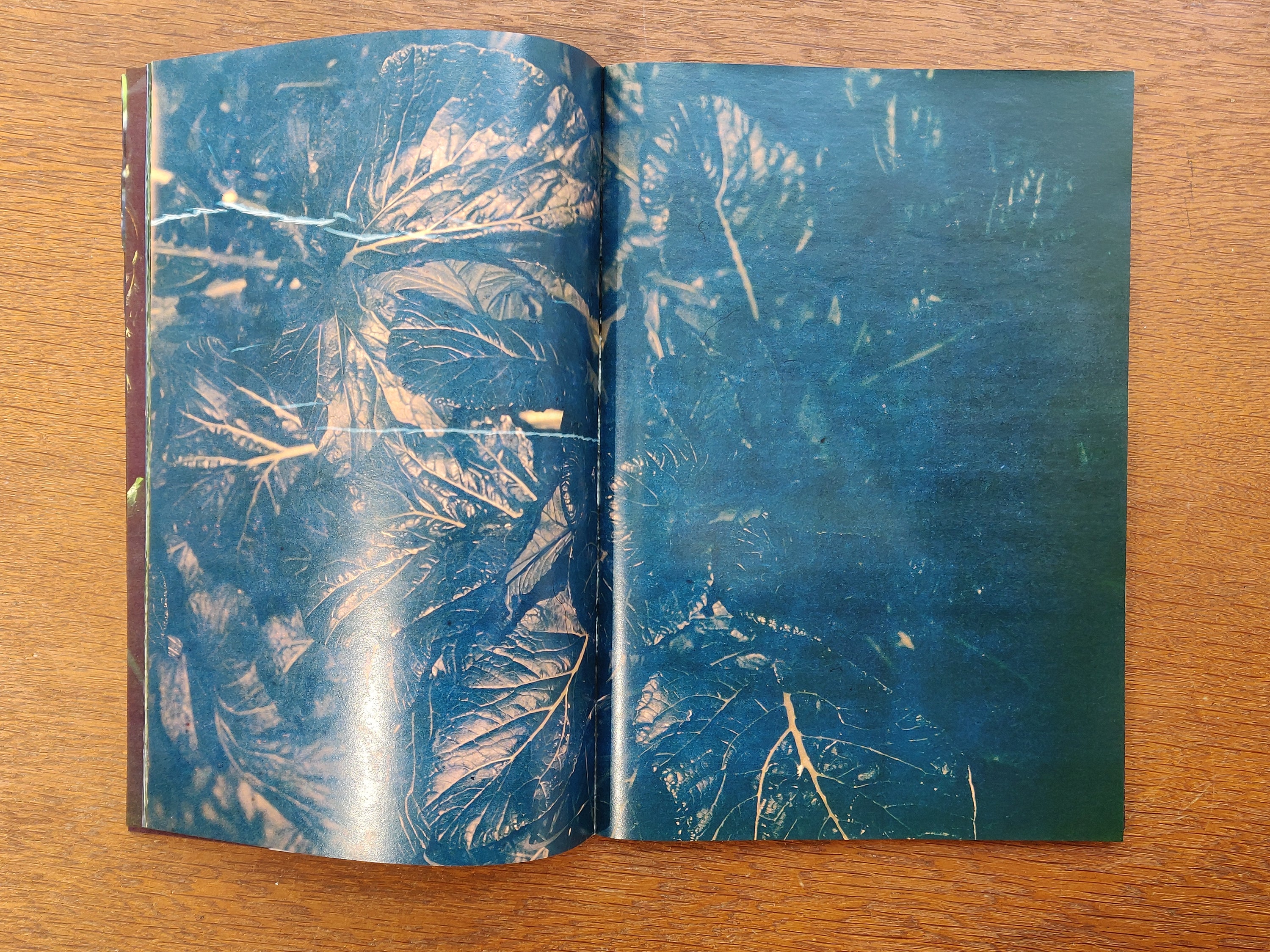 Daisuke Yokota - Plants, Midstream of Tama River, Winter (signed)
