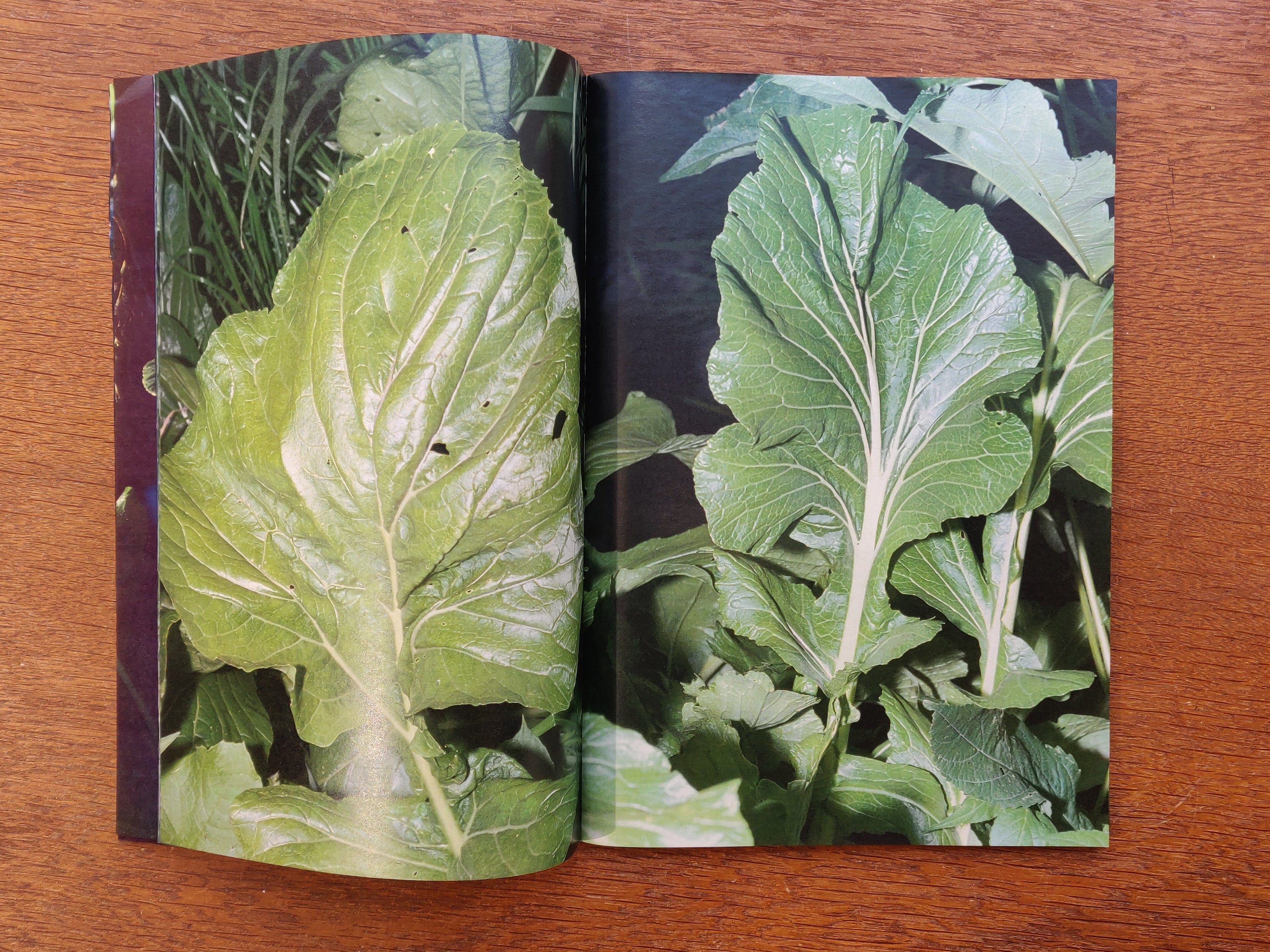Daisuke Yokota - Plants, Midstream of Tama River, Winter (signed)