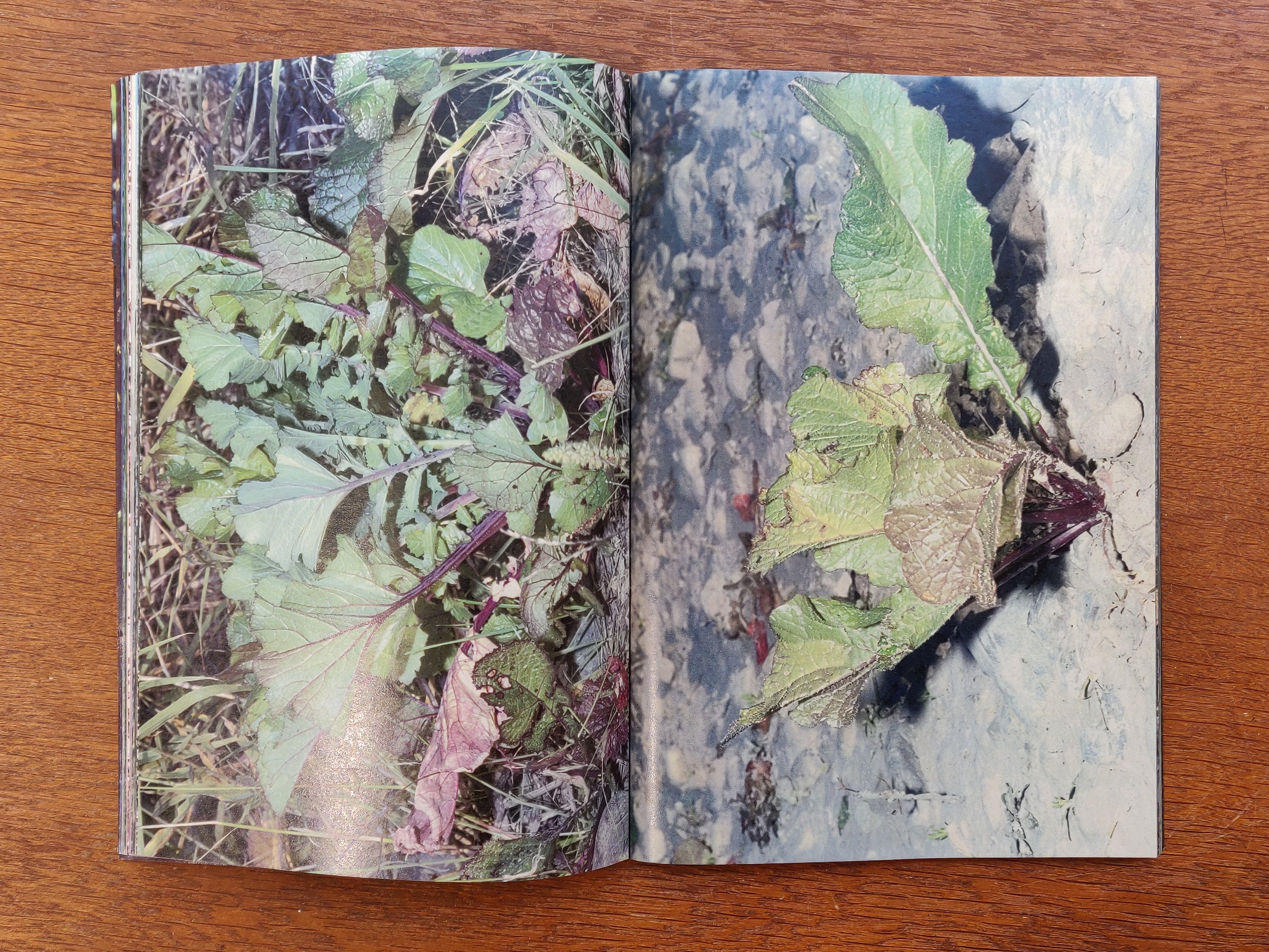 Daisuke Yokota - Plants, Midstream of Tama River, Winter (signed)