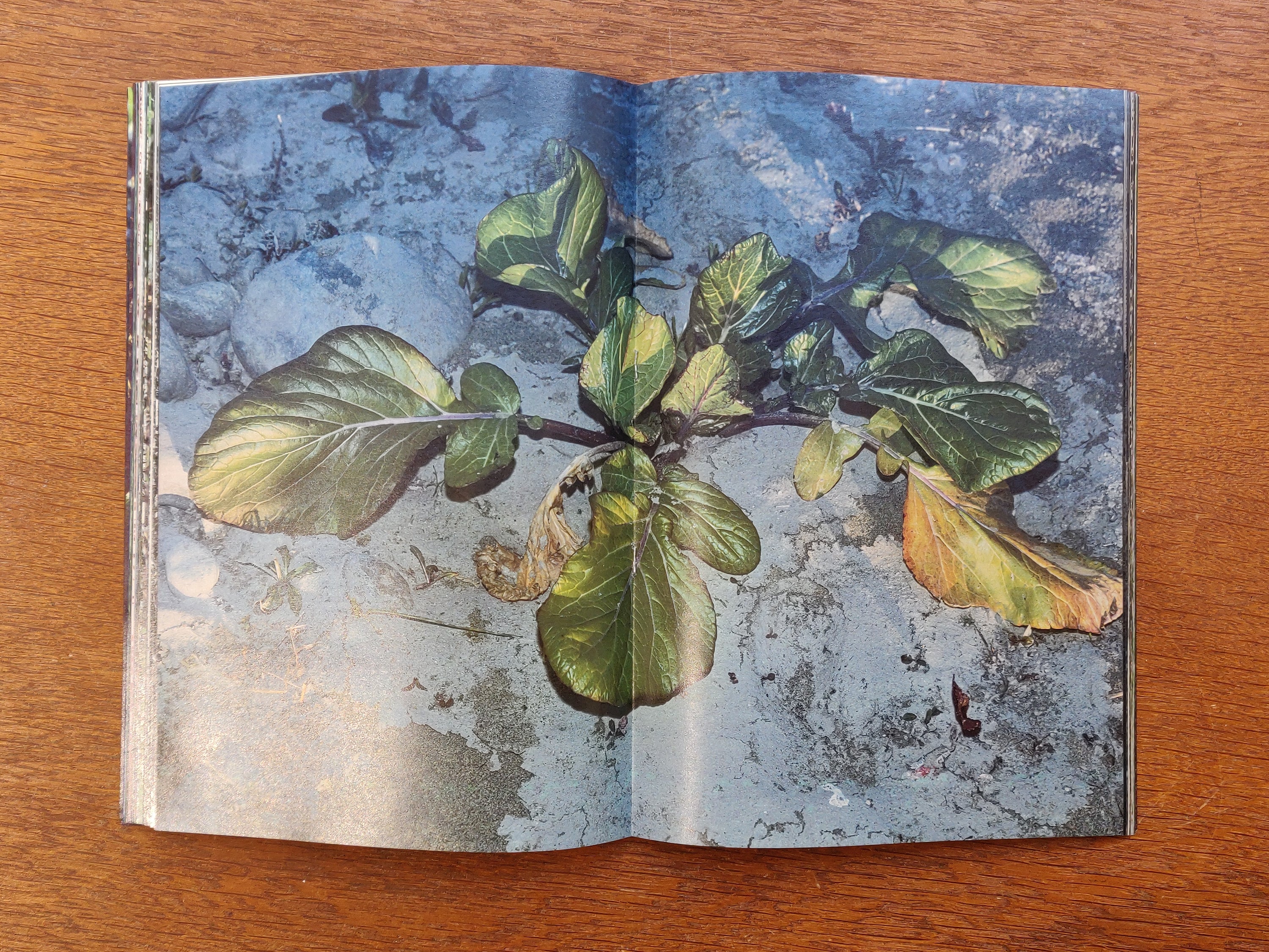 Daisuke Yokota - Plants, Midstream of Tama River, Winter (signed)