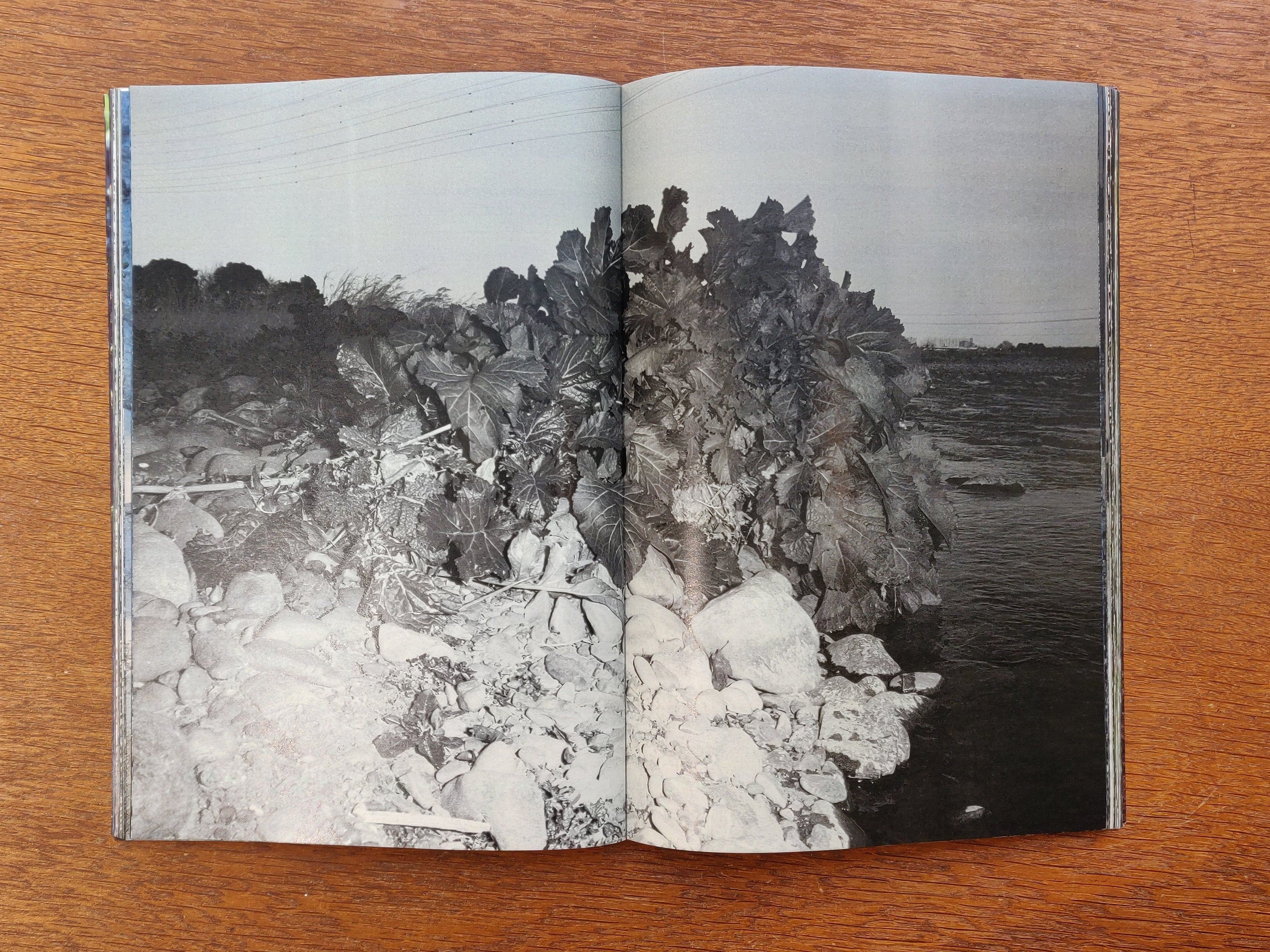 Daisuke Yokota - Plants, Midstream of Tama River, Winter (signed)
