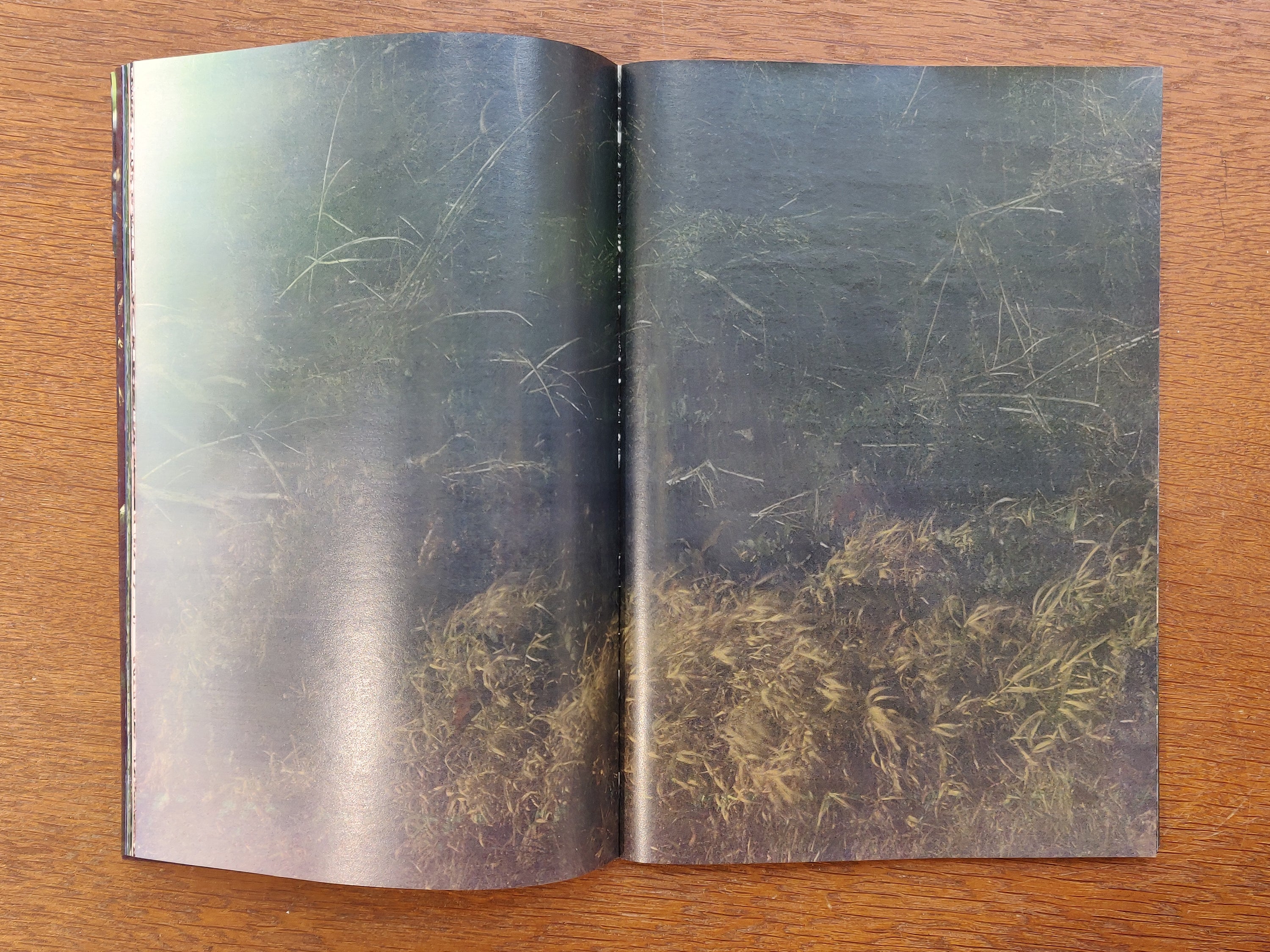 Daisuke Yokota - Plants, Midstream of Tama River, Winter (signed)