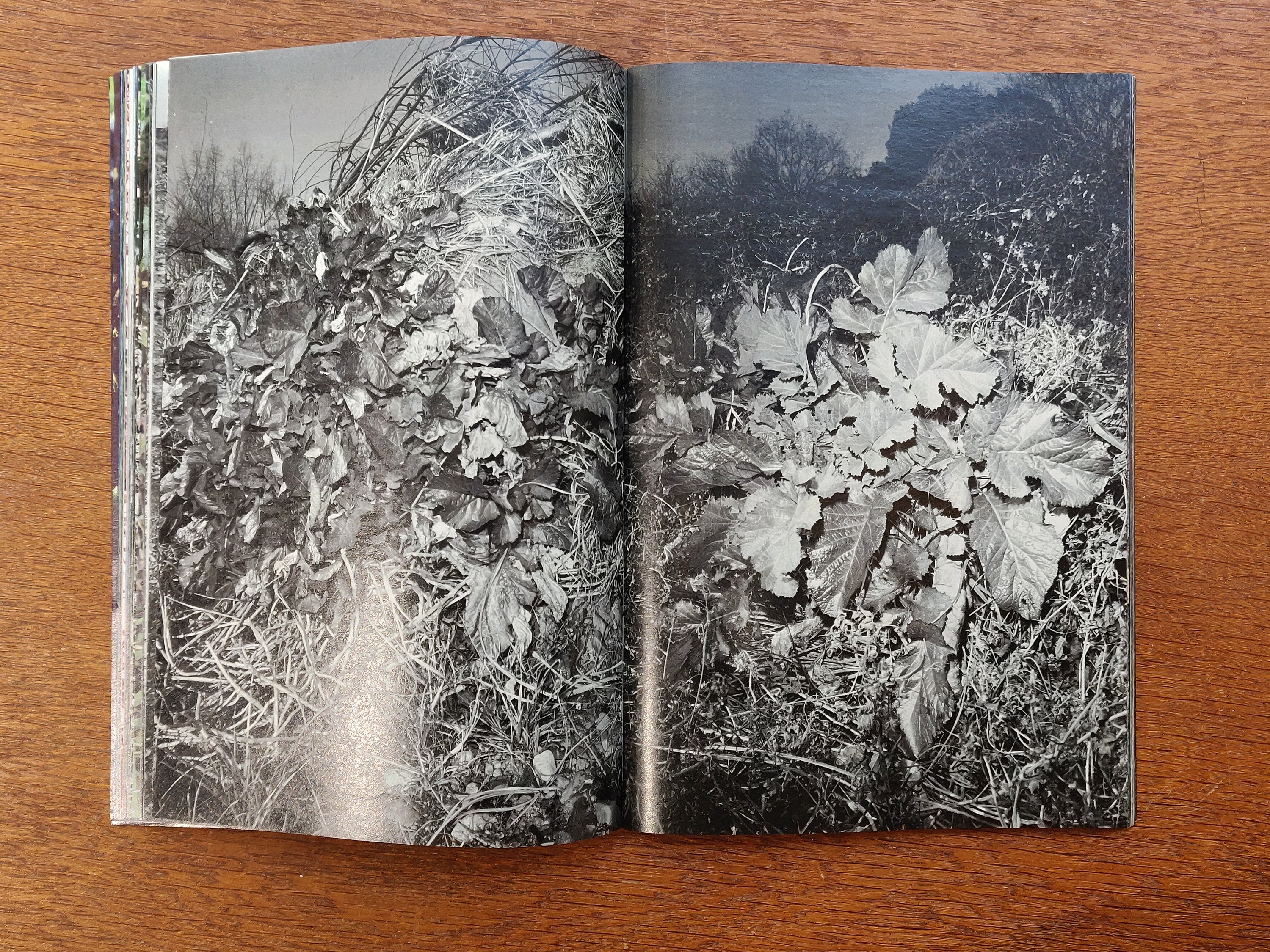 Daisuke Yokota - Plants, Midstream of Tama River, Winter (signed)