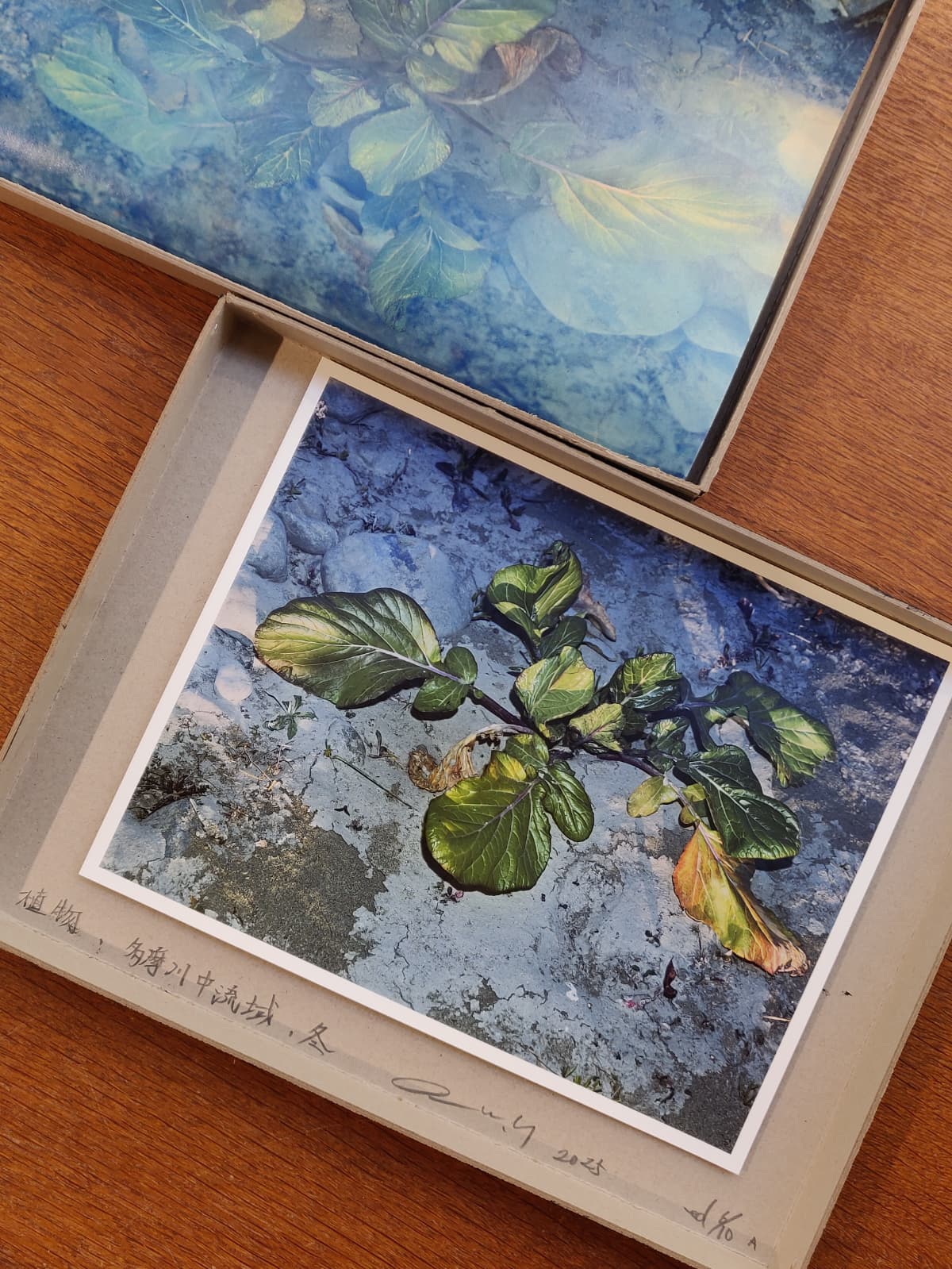 Daisuke Yokota - Plants, Midstream of Tama River, Winter (special edition)