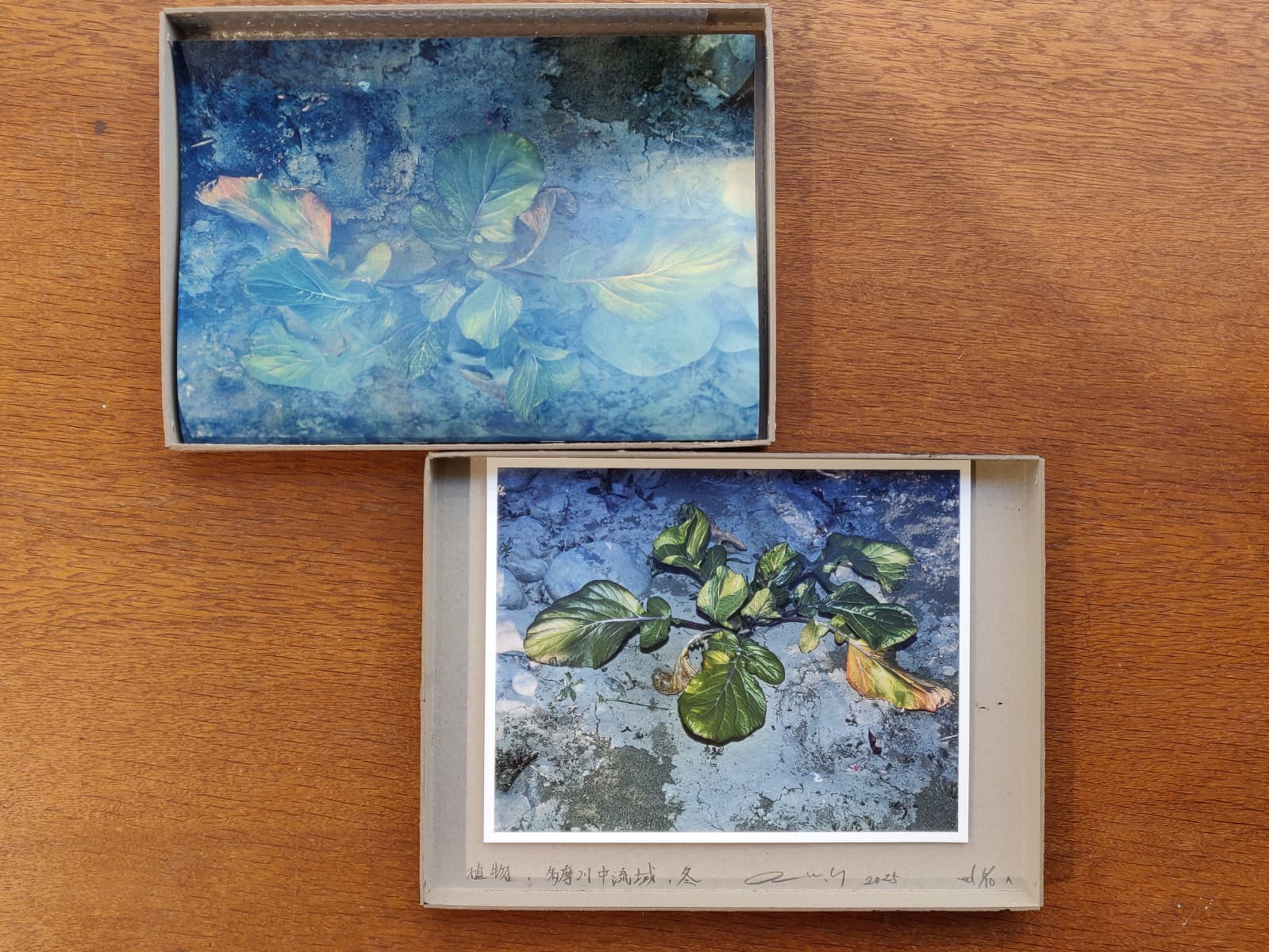 Daisuke Yokota - Plants, Midstream of Tama River, Winter (special edition)