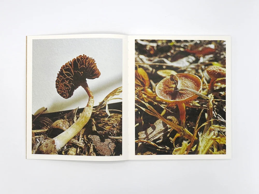 Ying Ang - Fruiting Bodies