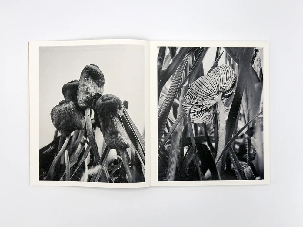 Ying Ang - Fruiting Bodies