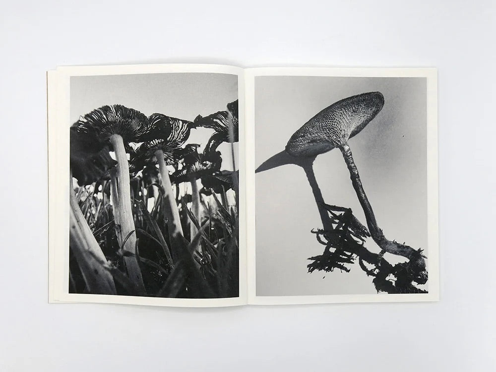 Ying Ang - Fruiting Bodies