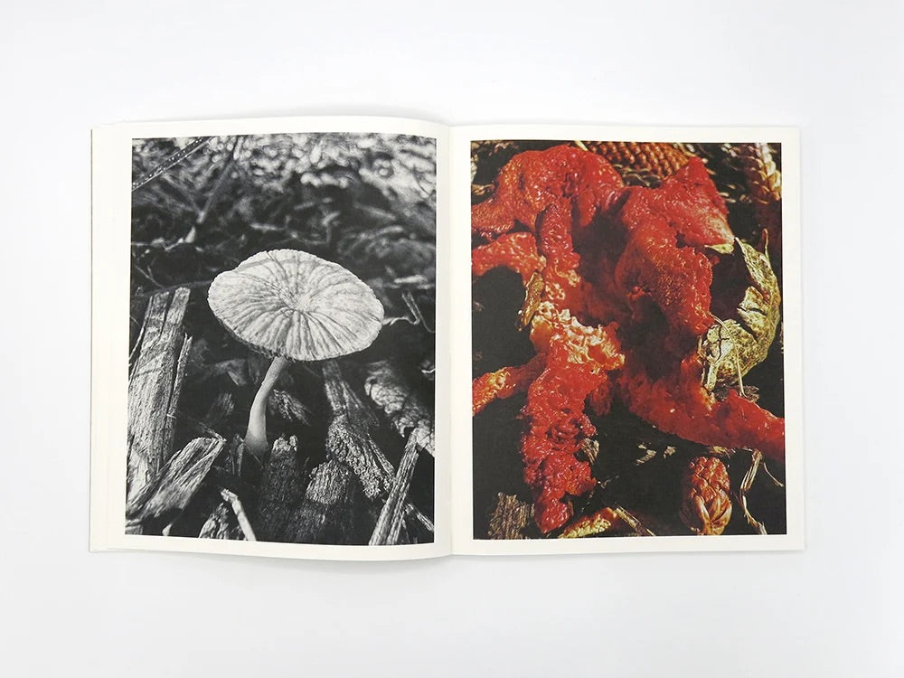 Ying Ang - Fruiting Bodies