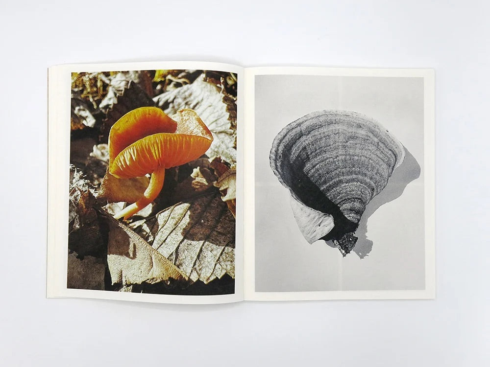 Ying Ang - Fruiting Bodies