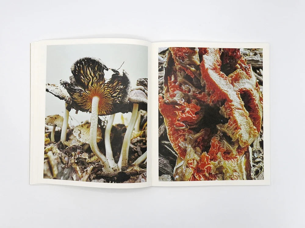 Ying Ang - Fruiting Bodies