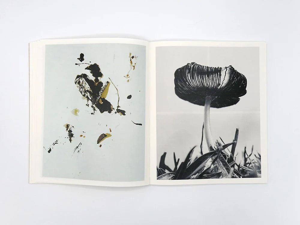 Ying Ang - Fruiting Bodies