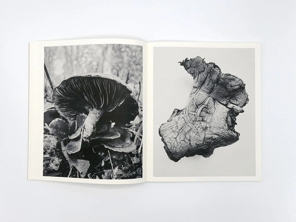 Ying Ang - Fruiting Bodies