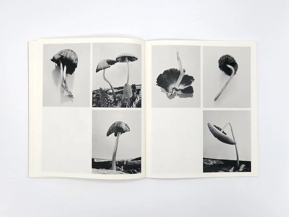 Ying Ang - Fruiting Bodies