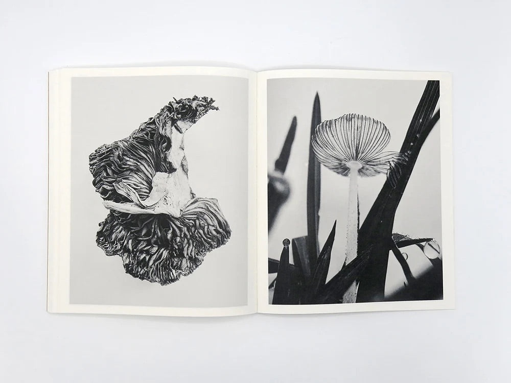 Ying Ang - Fruiting Bodies
