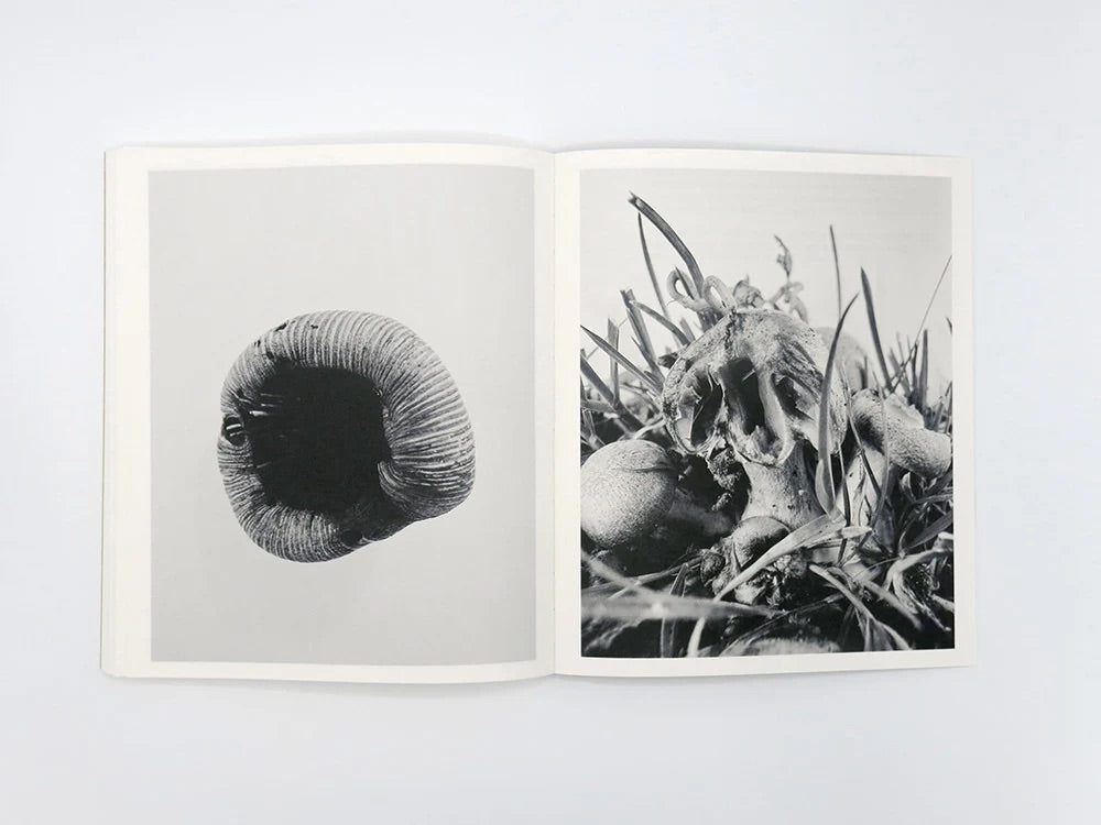 Ying Ang - Fruiting Bodies