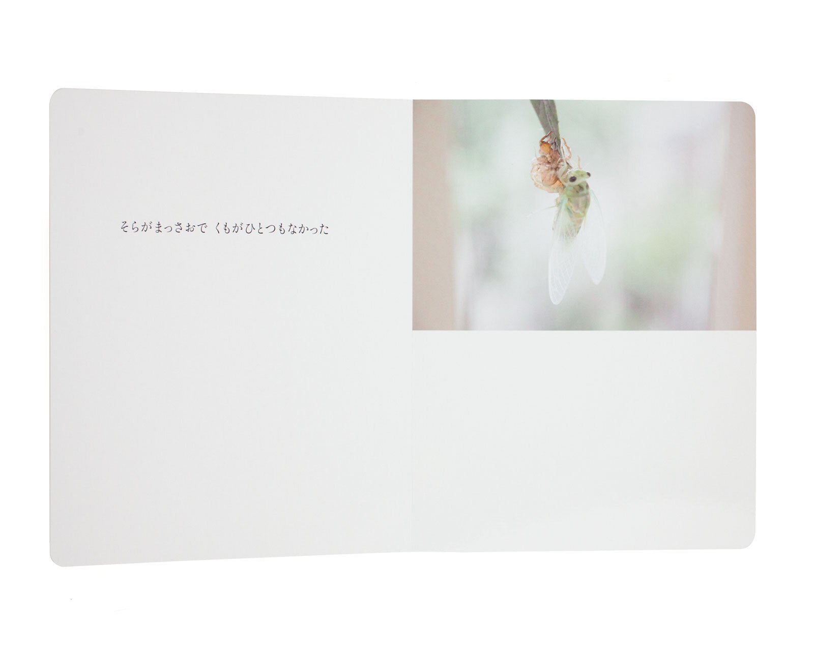Rinko Kawauchi - Hajimari no hi