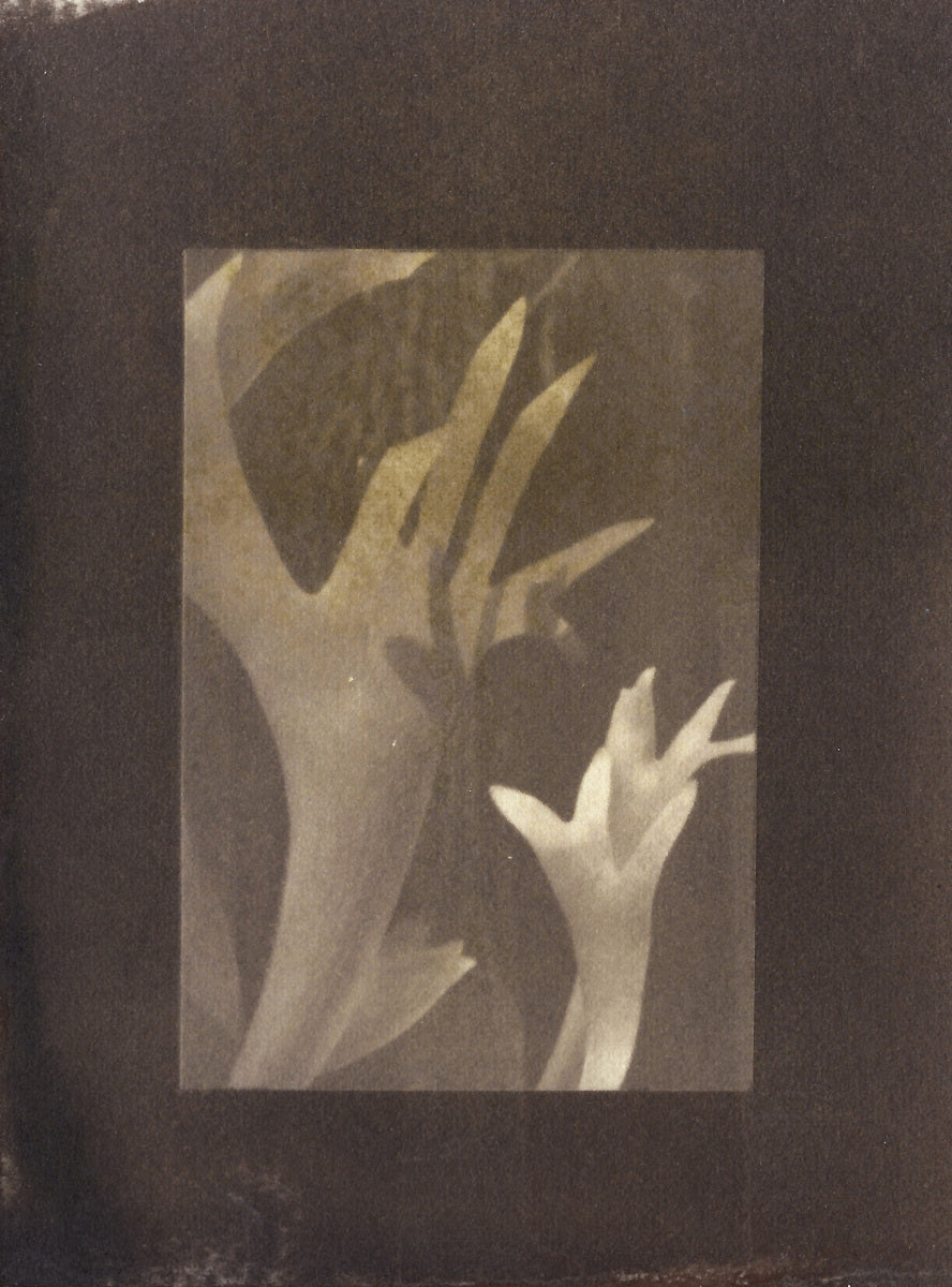 Untitled (Grass)