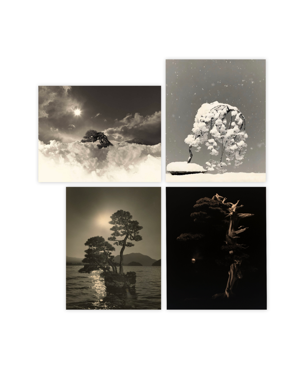 Bonsai - Microcosms Macrocosms (Deluxe Edition) by Masao Yamamoto