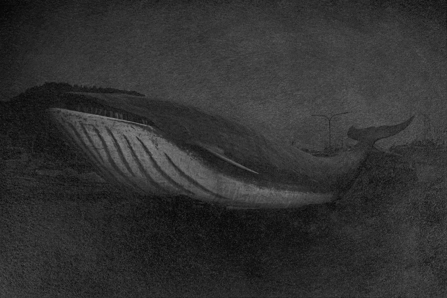 Whale