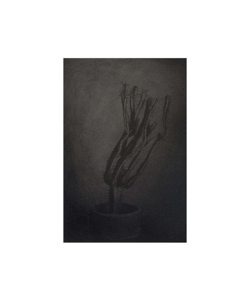Shimakage (portfolio)