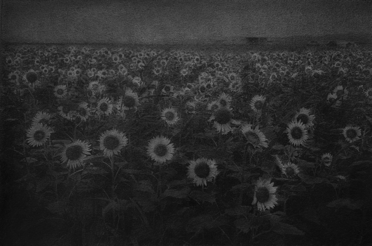 ひまわり畑 Sunflower field