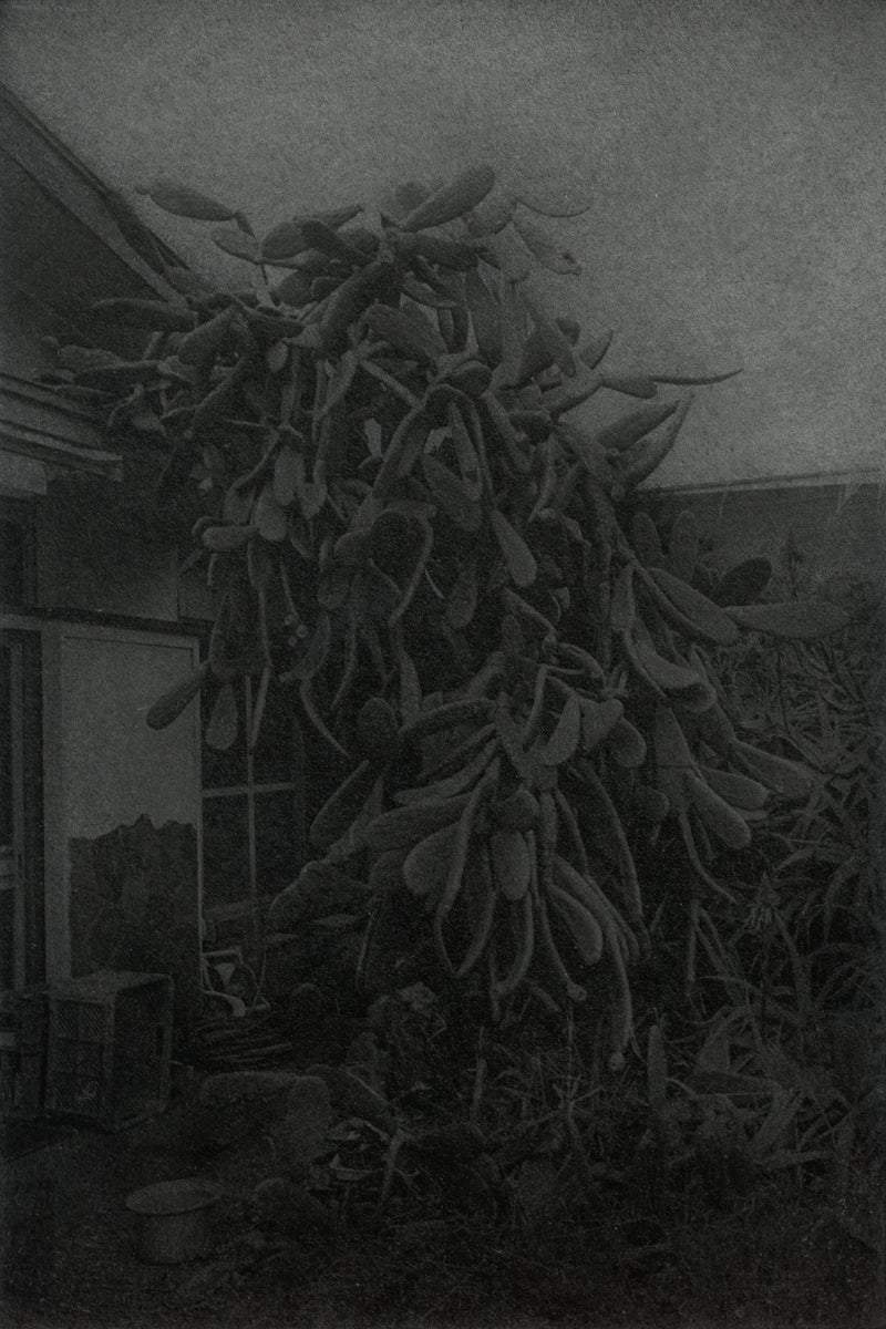 Walking Cactus