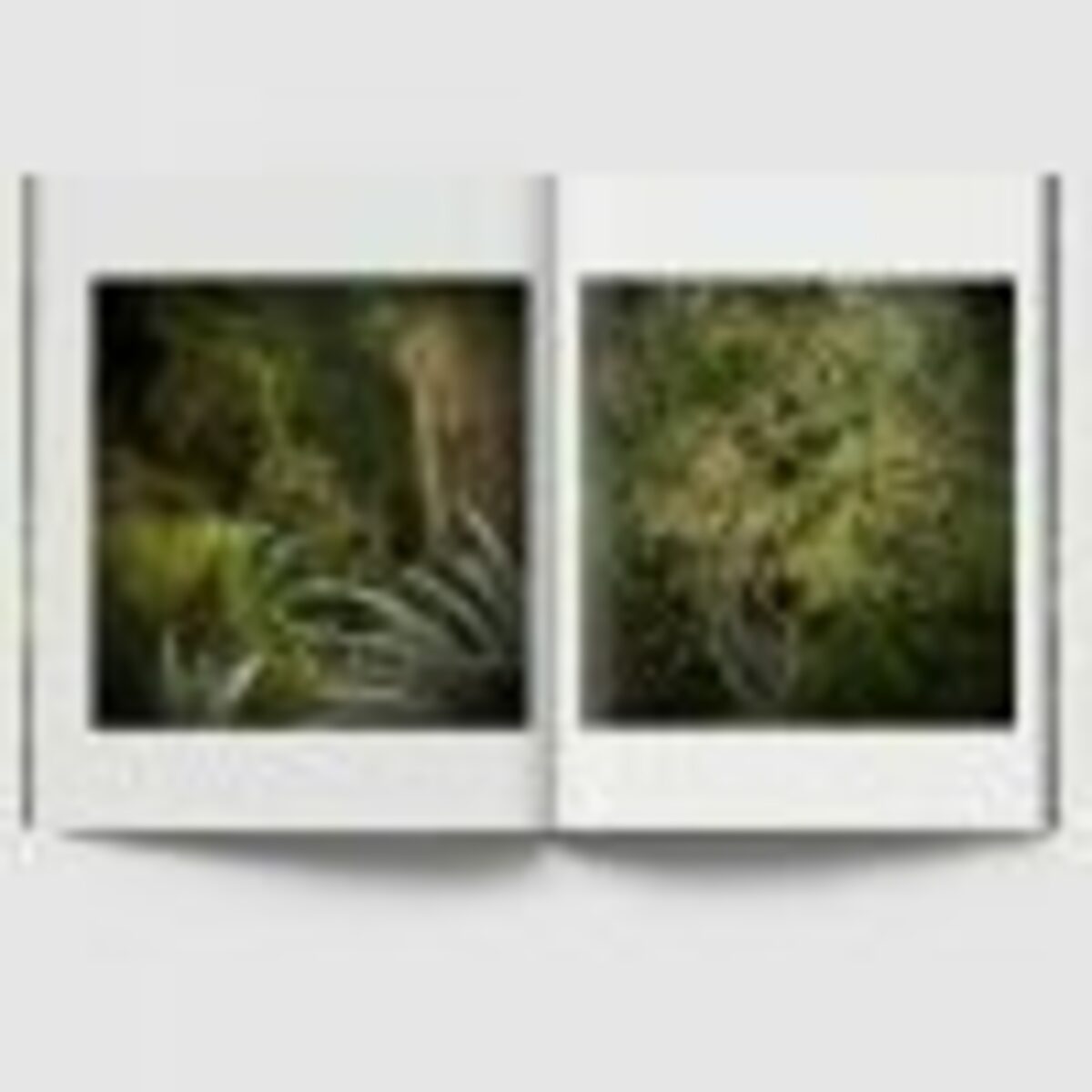 JUNGLES - Edition spéciale