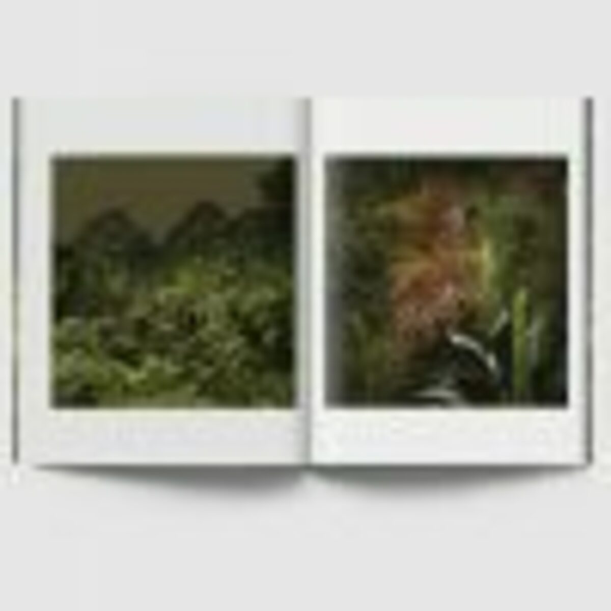 JUNGLES - Edition spéciale