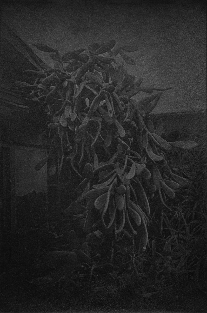 歩行サボテン Walking Cactus