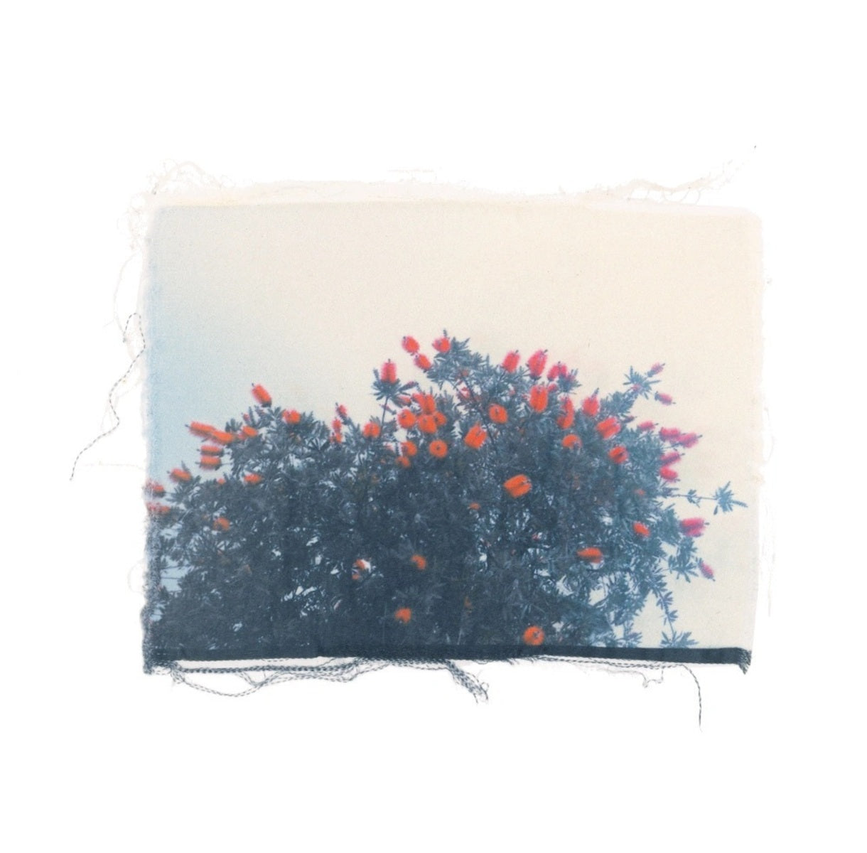 Swaying Flowers