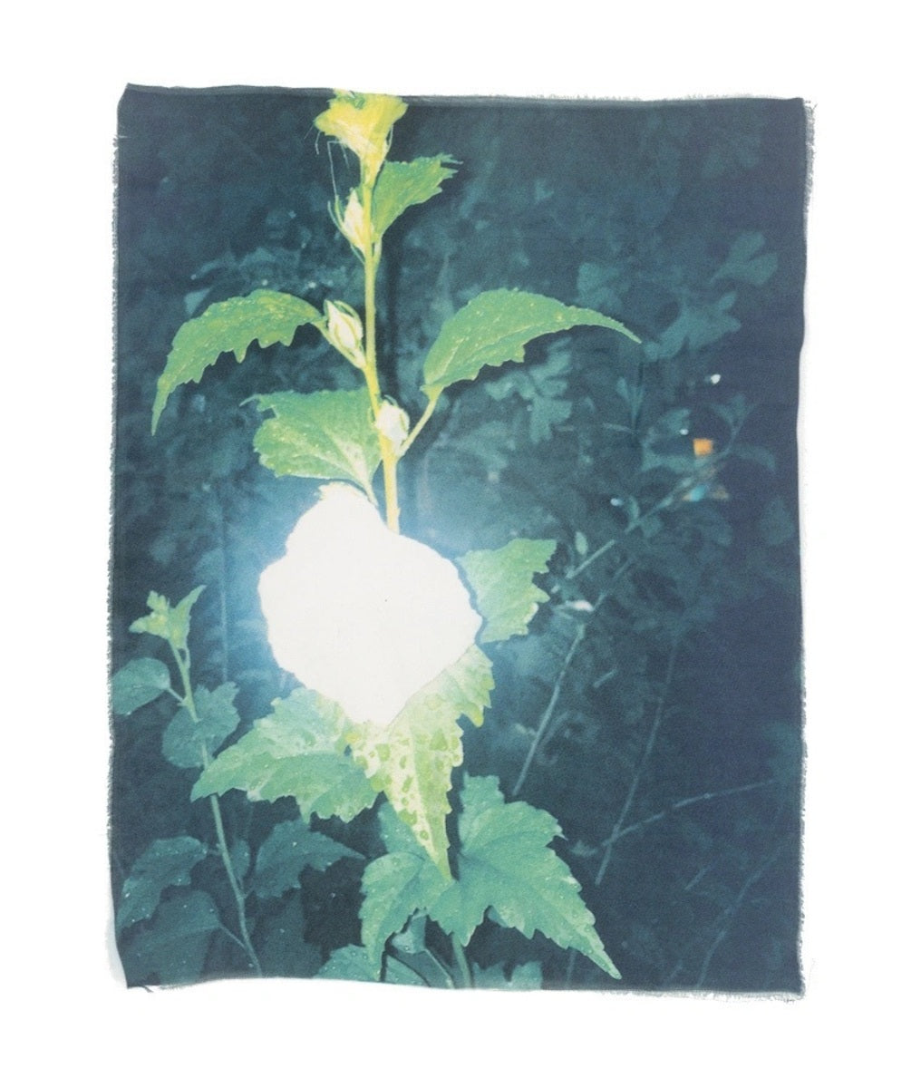 Swaying Flowers