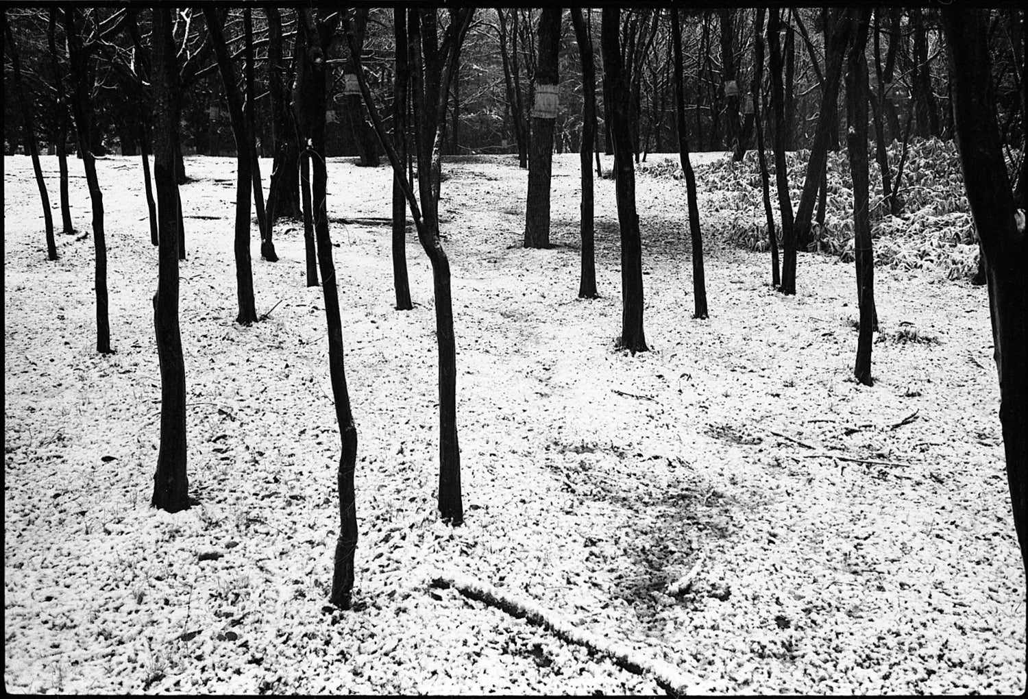 Tokyo - 1990, "Séquences Japonaises - 1984-2015" series
