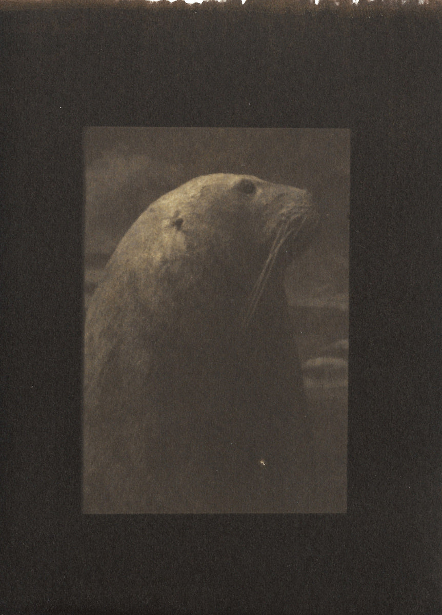 Untitled (Sea Lion, Abashiri, Hokkaido)