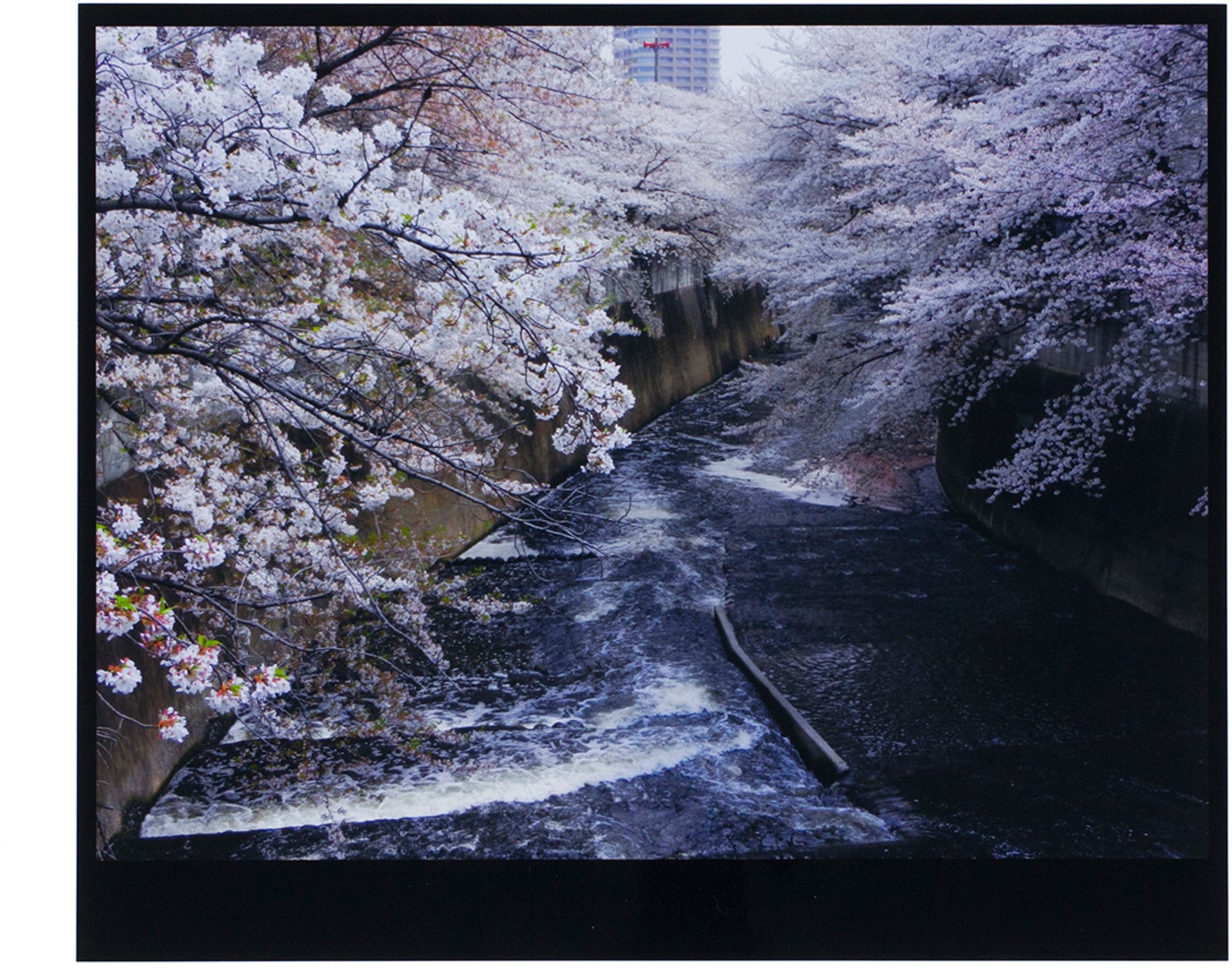 Daido Moriyama - Tokyo (Box 20 Prints) – Galerie Écho